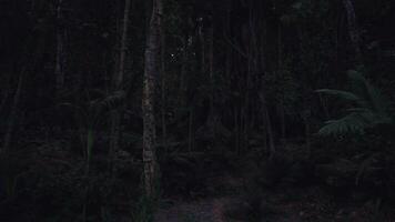 CGI Dense forest at dusk showcasing tall trees and a mysterious pathway video