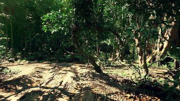 CGI Lush green rainforest trail in Brazil during midday sunlight video