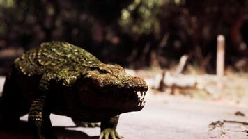 CGI Crocodile walking on a path in a natural habitat during daylight hours video