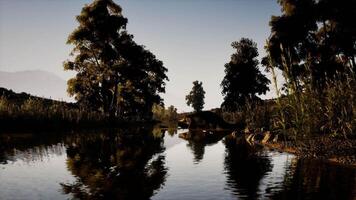 CGI Crocodile resting by tranquil river waters in daylight video