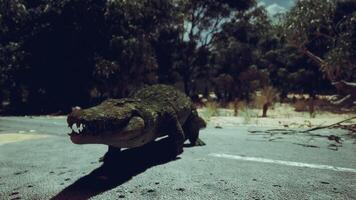 CGI Large crocodile walking on a deserted road in a bushland setting video