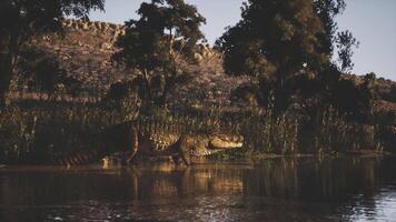 CGI Crocodile basking by the waters edge in a natural habitat during twilight video