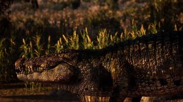 CGI Crocodile resting near a field in the evening light video