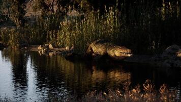 CGI Crocodile resting near water at dusk in a natural habitat setting video