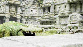 CGI Crocodile resting near ancient ruins in a lush tropical setting video