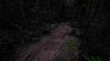 cgi esplorando un' fangoso sentiero attraverso il denso foresta a crepuscolo video