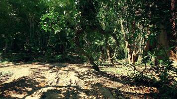 CGI Lush Brazilian forest pathway during daylight highlighting natures beauty video