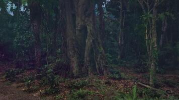 CGI Dense tropical forest showcasing towering trees and rich vegetation video