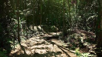 CGI Lush green jungle path in Paraguay offers a serene escape into nature video