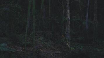 CGI Forest at night with shadows and natural vegetation in a tranquil setting video