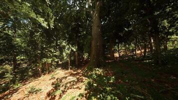 CGI Peaceful forest clearing with tall trees and dappled sunlight in midsummer video