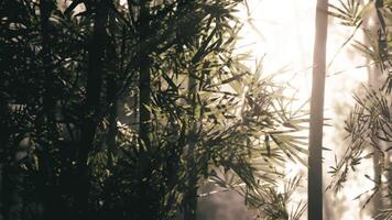 CGI Lush bamboo forest illuminated by warm sunlight in tranquil morning atmosphere video