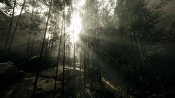 CGI Rays of light shining through a tranquil forest during early morning hours video