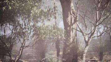 CGI Blurry Trees and Bushes in Forest video
