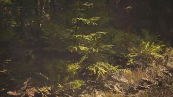 CGI Lush greenery in a tranquil Norwegian forest during daylight hours video