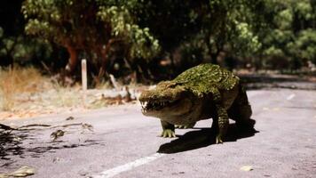 CGI Crocodile walking on a deserted road surrounded by greenery during daytime video