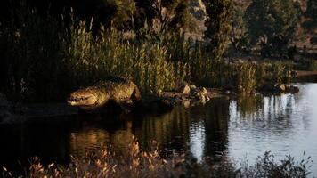CGI Crocodile resting by a riverbank during early evening hours video