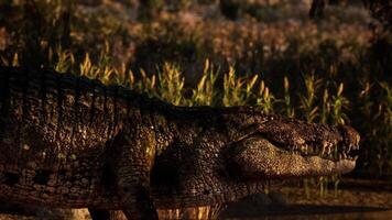 CGI Crocodile resting near wetland surrounded by tall grass at twilight video