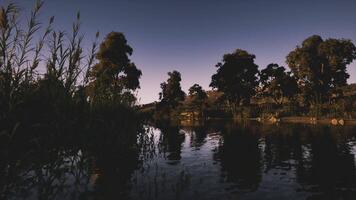 CGI Crocodile resting by the riverbank during twilight in a serene landscape video