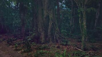 CGI Dense jungle with towering trees and lush undergrowth in serene environment video