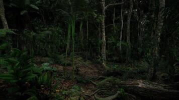 CGI Dense green forest with towering trees and lush undergrowth in twilight video