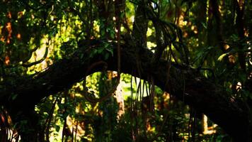 CGI Lush green rainforest in Brazil with vibrant foliage and intricate vines video