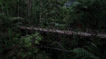 CGI Cross a rustic bridge through lush rainforest in Perus wild nature video