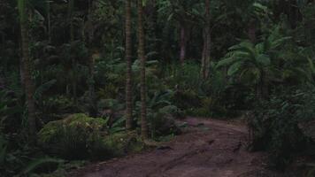 CGI Lush tropical forest pathway surrounded by vibrant green foliage video
