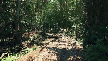 CGI Lush forest path in Paraguay highlighting natures tranquility and beauty video
