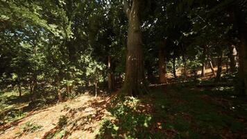 CGI Bright sunlight filters through dense trees in a lush forest during daytime video