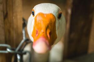 Curious goose exploring its surroundings in a rustic farm setting during a sunny afternoon photo