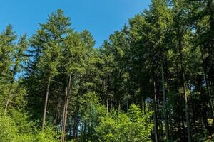 Tall evergreen trees stretch toward a clear blue sky in a peaceful forest scene during a sunny afternoon photo
