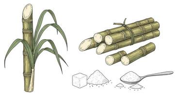 The Remarkable Journey of Sugarcane A Comprehensive Overview of Cultivation Processing and Applications vector