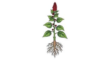 Elegant Sumac Blossom Botanical Illustration Featuring Detailed Roots Leaves and Flowers on White vector