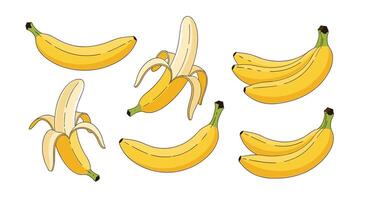 Understanding the Nutritional Benefits and Versatile Uses of the Common Yellow Banana Fruit vector