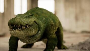 CGI Crocodile exploring an abandoned building in a unique natural environment video