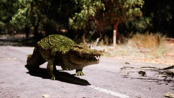 CGI Large crocodile walking on road in natural environment during the day video