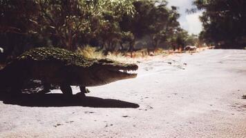 CGI Crocodile walking along a dusty path in a natural setting during daytime video