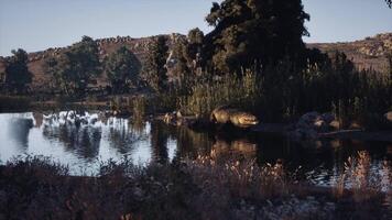 CGI Crocodile resting by the water in a natural habitat during calm daylight hours video