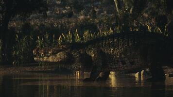 CGI Crocodile resting near the water in a serene natural habitat video