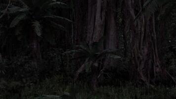 CGI Mysterious forest atmosphere in twilight with dense foliage and ancient trees video