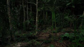 CGI Dense tropical forest filled with lush greenery and towering trees video