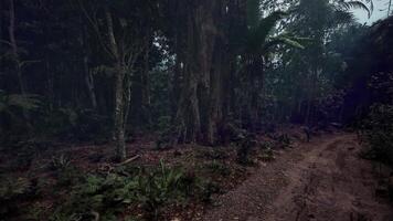 CGI Mysterious forest path during misty twilight hours in tropical environment video