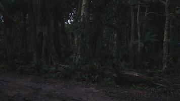 CGI Dark forest trail surrounded by lush vegetation during twilight hours video