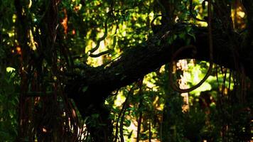 CGI Vibrant greenery in the heart of Brazilian rainforest during the day video