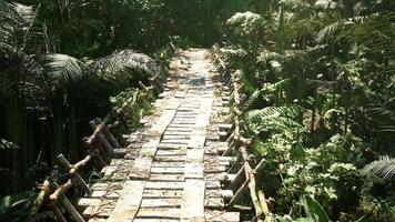 CGI Ancient stone bridge in lush jungle of Argentina surrounded by greenery video