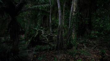 CGI Exploring a dense rainforest during nighttime under moonlight video