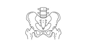 Anatomical Representation of the Human Pelvic Region and Its Bony Framework Structure vector