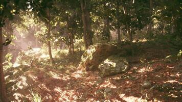 CGI Sunlight filtering through trees in a forested area during the afternoon video