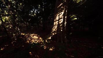 CGI Sunlight filtering through dense trees creates intricate shadows in the forest video